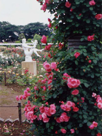 バラに囲まれた「母と子」の白い像