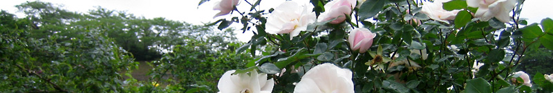 ばら苑の風景（たわわに咲く大輪の白いバラと緑濃き葉）
