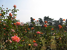 赤いバラの花と蕾が沢山の写真
