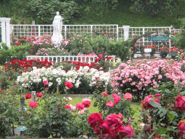 彫刻を背景に咲き乱れるロイヤルコーナーのバラたち